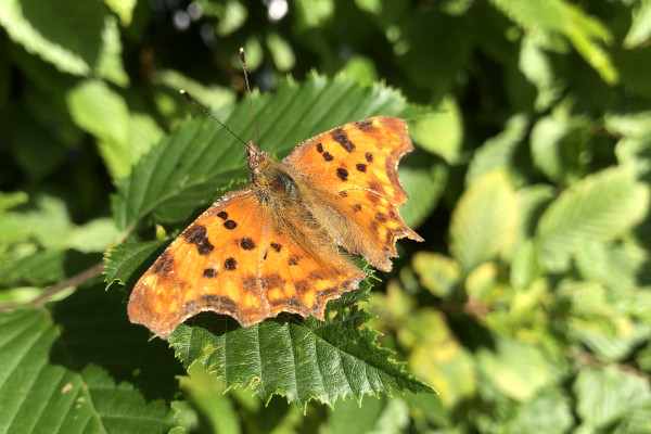 Robert-le-Diable (Polygona c-album) pos&eacute; &copy; Nicolas Macaire / LPO
